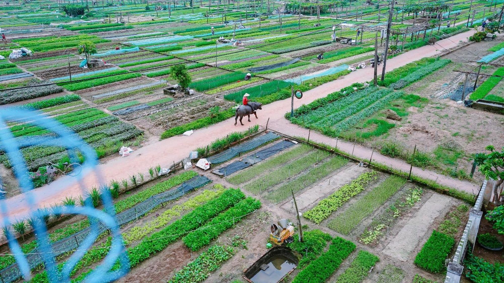 Tra Que Green Villa Hội An Ngoại thất bức ảnh